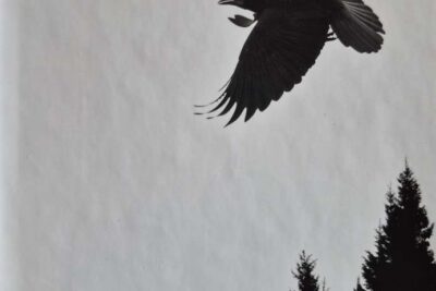 Det vokser et tre i Mostamägg