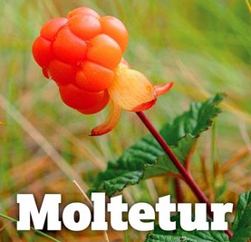 Moltetur