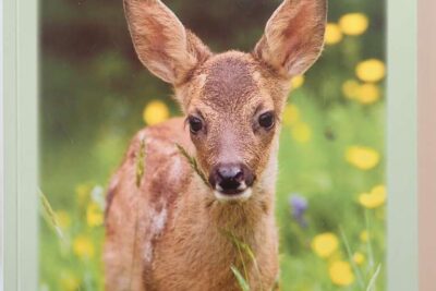 Nissene på Finnskogen