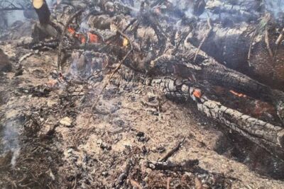 I asken etter svedja